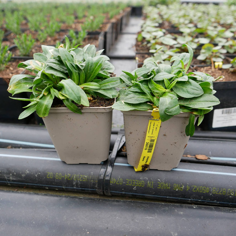 Firletka poszarpana Nana (C2)