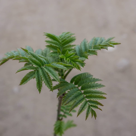 Jarzębina Jarząb pospolity (C2)