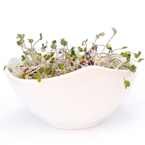 Jarmuż nasiona na kiełki 10g