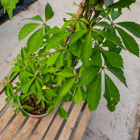 Winobluszcz pięciolistkowy