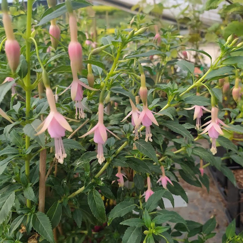 Fuksja magellańska (C2)