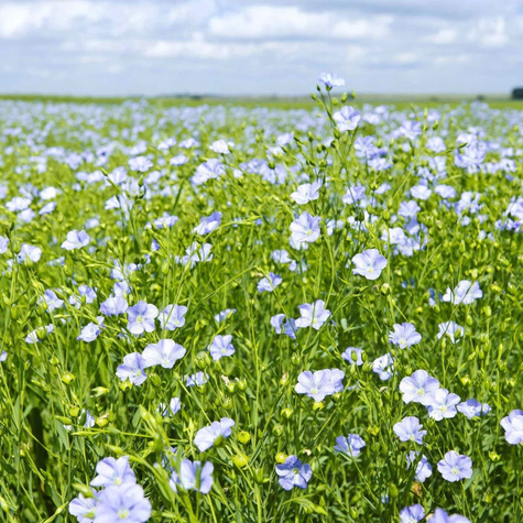 Siemie lniane cena za 1 kg