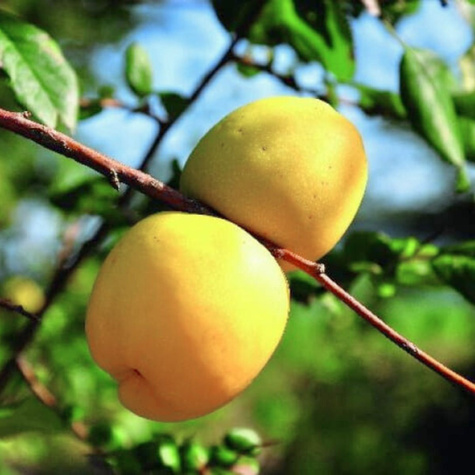 Pigwowiec pośredni Nicoline Ozdobny na Nalewki (P9)