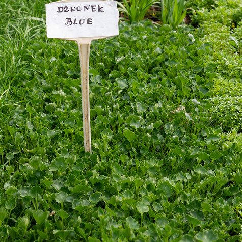 Dzwonek dalmatyński Blue (C2)