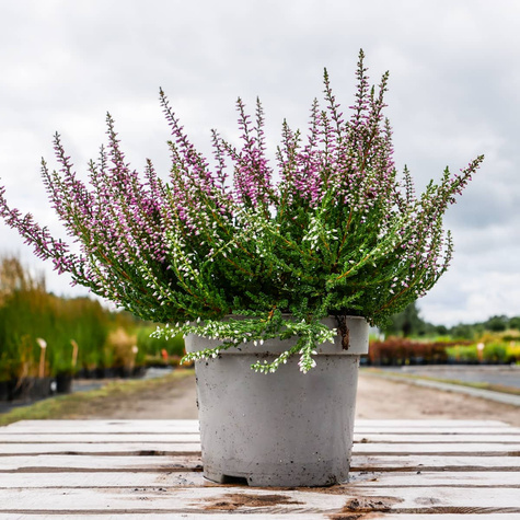 Wrzos pospolity fioletowy pączkowy