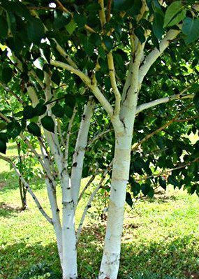 Brzoza pożyteczna odm. jacquemontii