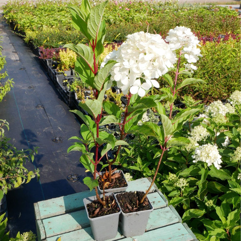 Hortensja bukietowa Fraise Melba (P9)