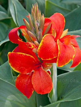 Kanna Canna czerwona z żółtym brzegiem Red Golden Flame Paciorecznik SADZONKA C2