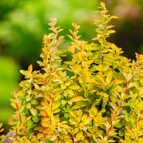 Berberys Thunbergii Maria PA 60cm (C2)