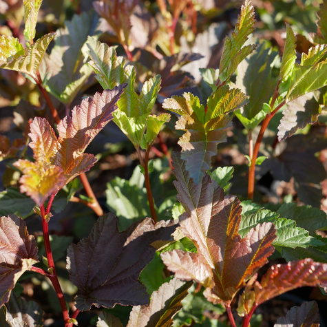 Pęcherznica kalinolistna Centre Glow (C2)