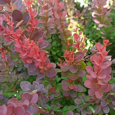 Berberys Thunberga Helmond Pillar (C2)