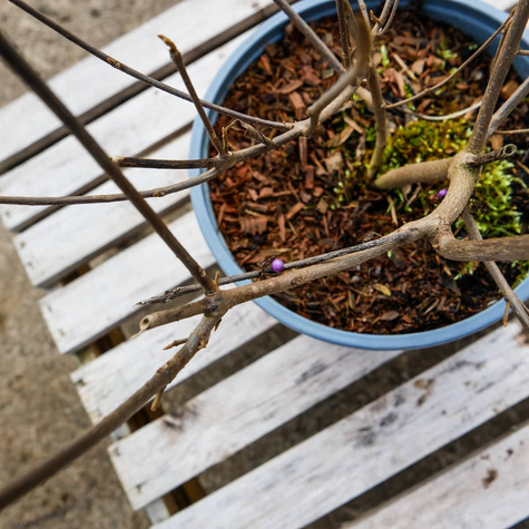 Pięknotka Bodiniera Profusion Koralikowy Krzew (C2)