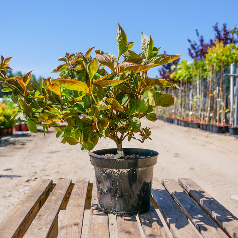 Krzewuszka cudowna Wings of fire (C2)