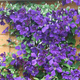 Powojnik Clematis wielkokwiatowy Jackmanii (C2)