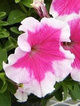Petunia ogrodowa seria Iluzja różowa 0,05g