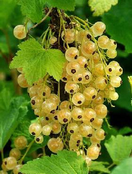 Porzeczka biała Plant Pack