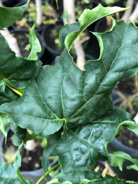 Klon pospolity Beskid kolumnowy