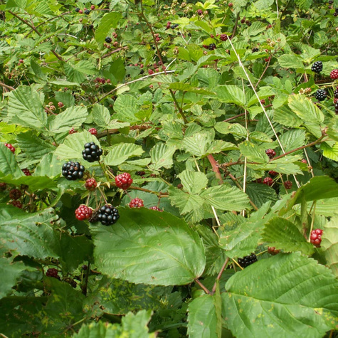 Jeżyna karłowa Dima w doniczce
