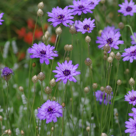 Kupidynek błękitny (C2)