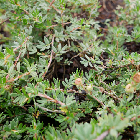 Pięciornik krzewiasty 'Longacre' cytrynowy (C2)