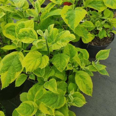 Hortensja krzewiasta Golden Anabelle (C2)