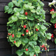 Truskawka SAN ANDREAS powtarza owocowanie WISZĄCA PNĄCA sadzonki 10 szt