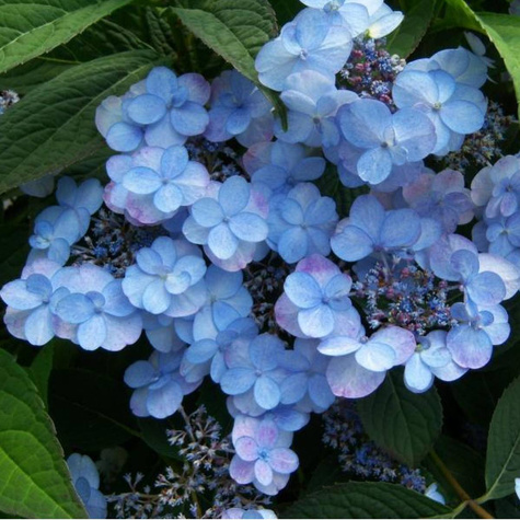 Hortensja piłkowana Summer Glow