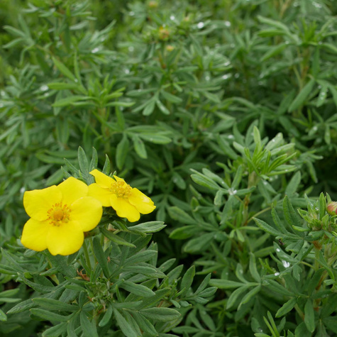 Pięciornik krzewiasty 'Hachmann's Gigant' (C2)