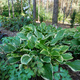 Funkia Hosta Francee (C2)