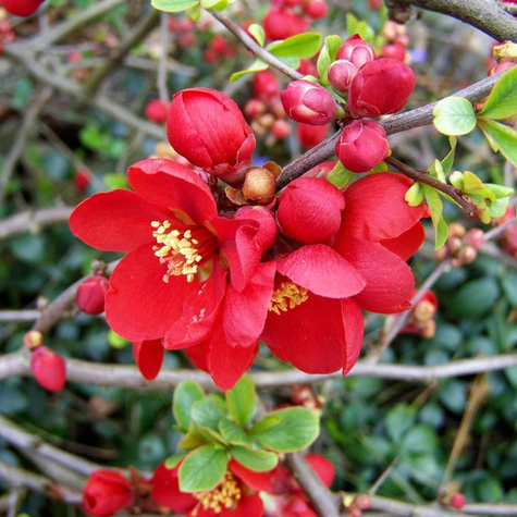Pigwowiec pośredni Elly Mosel Ozdobny na Nalewki (C2)