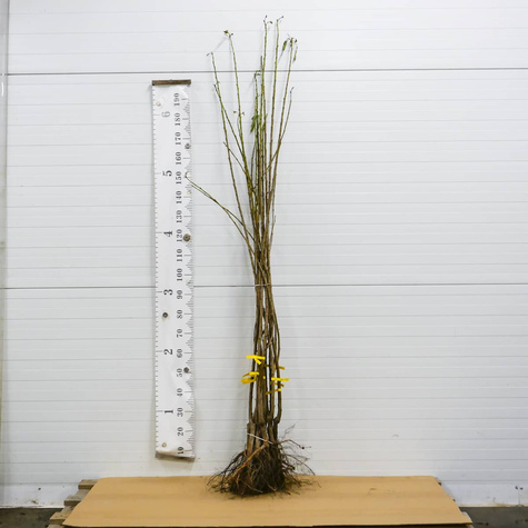 Czereśnia Kanarkowa Żółty kanarek Plant Pack