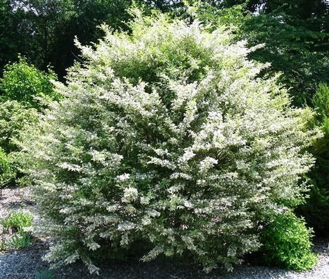 Ligustr Variegatum Miododajny (C2)