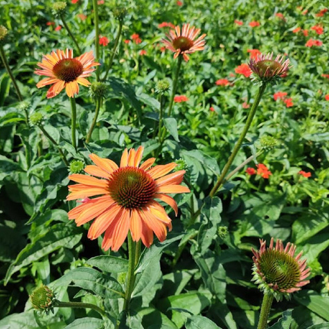 Jeżówka purpurowa Papallo Power Coral Orange (C2)