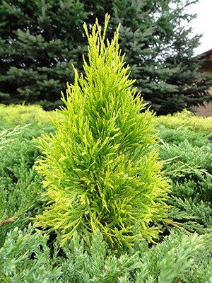 Thuja Tuja Żywotnik zachodni Golden Smaragd doniczka