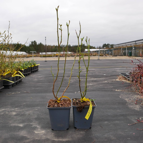 Borówka amerykańska wysoka Olle późna (C2)