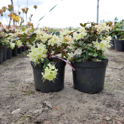 Rododendron karłowy drobnokwiatowy 'Patty Bee'