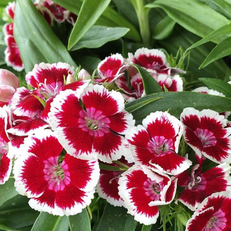 Goździk brodaty Dart Exp. Red White Picotee (C2)