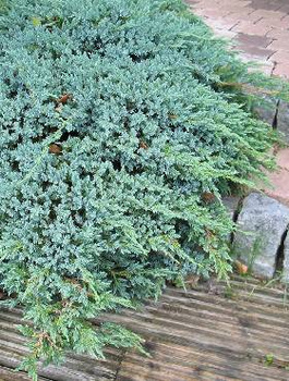 Jałowiec łuskowaty Blue Carpet niebieski dywan (C2)