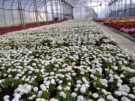 Zestaw Stokrotek 6 różowej + 6 czerwonej Stokrotka Stokrotki