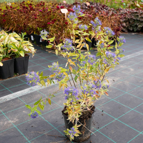 Barbula klandońska Gold Crest (C2)