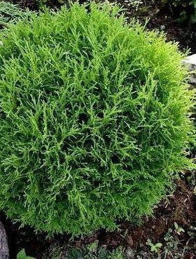 Żywotnik zachodni Tuja Thuja Tiny Tim (C2)