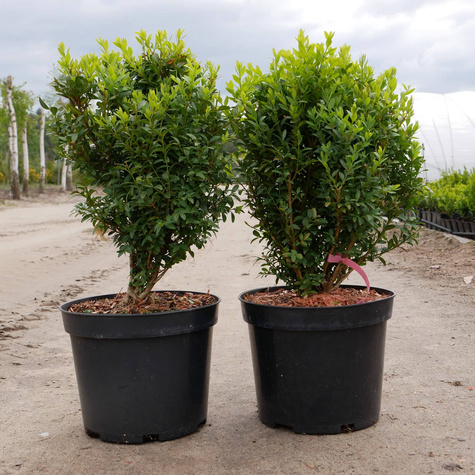 Bukszpan Kulka Średnia Kula