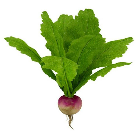 Rzepa pastewna cena za 0,2 kg