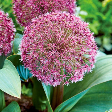 Czosnek ozdobny karatawski Red Giant