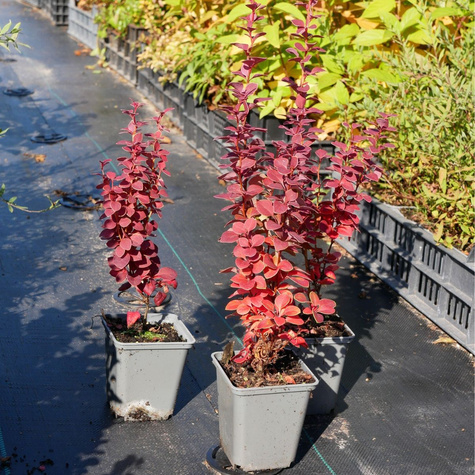 Berberys thunberga Chiquita (P9)