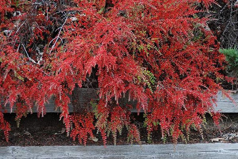 Irga zimozielona Dammera (C2)