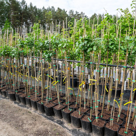 Głóg Dwuszyjkowy Paul's Scarlet Szczepiony Na Pniu