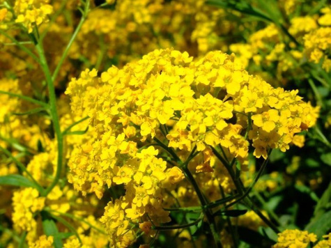 Smagliczka skalna Gold Cushion (P9)