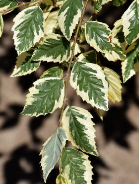 Brzoza nadrzeczna czarna Shilon Splash szczepiona na pniu