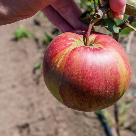 Jabłoń Red Cap Plant Pack